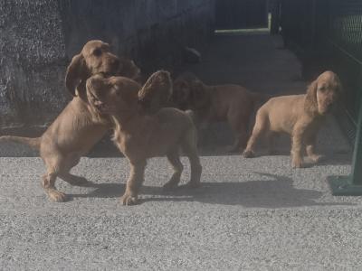 Golden Cocker Spaniel puppies in Carlow