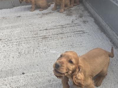 Golden Cocker Spaniel puppies in Carlow