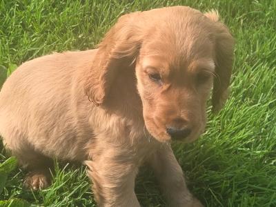 Golden Cocker Spaniel puppies in Carlow
