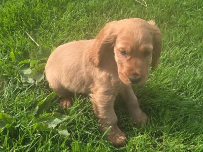 Golden Cocker Spaniel puppies in Carlow