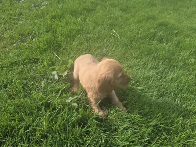 Golden Cocker Spaniel puppies in Carlow