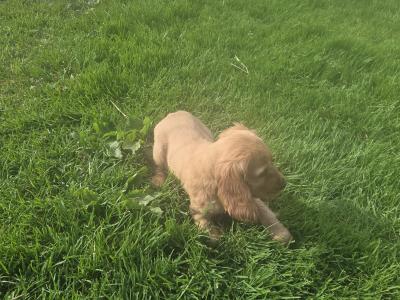 Golden Cocker Spaniel puppies in Carlow