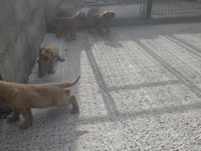 Golden Cocker Spaniel puppies in Carlow