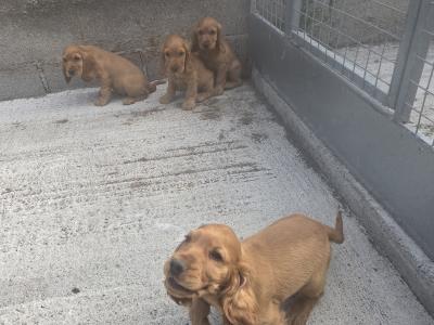 Golden Cocker Spaniel puppies in Carlow