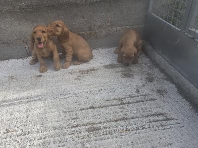 Golden Cocker Spaniel puppies in Carlow