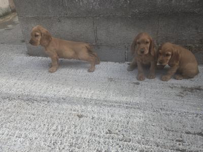 Golden Cocker Spaniel puppies in Carlow