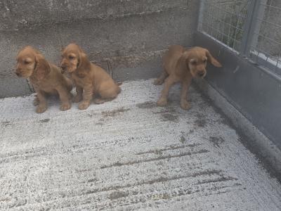 Golden Cocker Spaniel puppies in Carlow