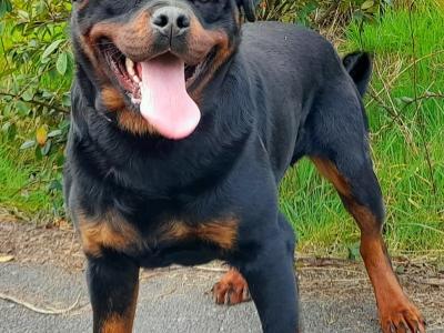 Fabulous pedigree IKC Reg Rottweiler pups*MALES SOLD*