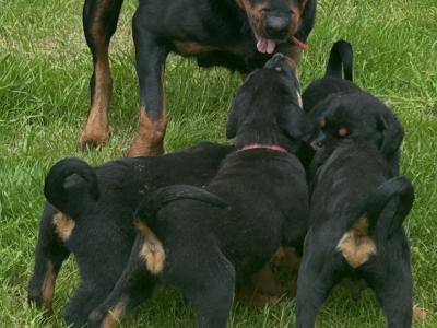 Fabulous pedigree IKC Reg Rottweiler pups*MALES SOLD*