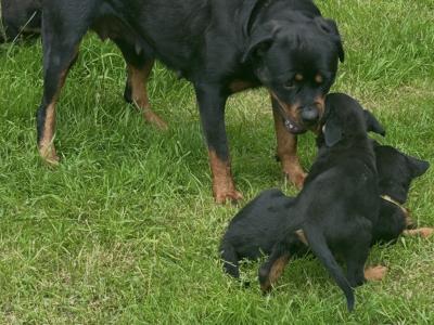 Fabulous pedigree IKC Reg Rottweiler pups*MALES SOLD*