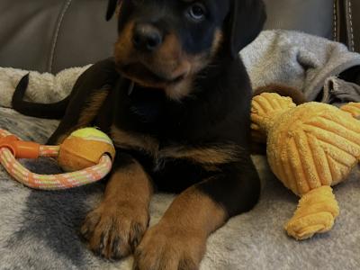 Fabulous pedigree IKC Reg Rottweiler pups*MALES SOLD*