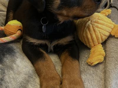 Fabulous pedigree IKC Reg Rottweiler pups*MALES SOLD*