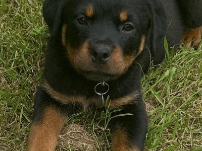 Fabulous pedigree IKC Reg Rottweiler pups*MALES SOLD*