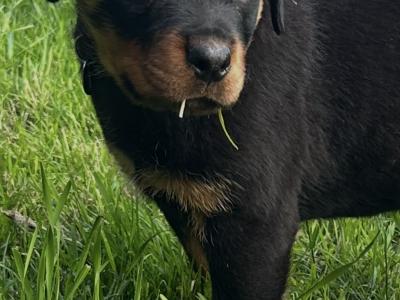 Fabulous pedigree IKC Reg Rottweiler pups*MALES SOLD*