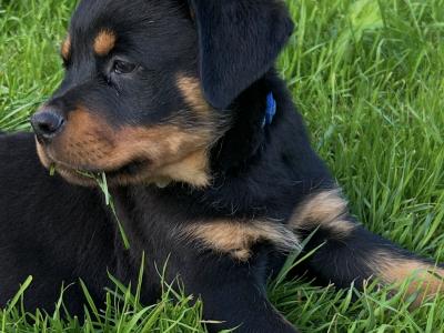 Fabulous pedigree IKC Reg Rottweiler pups*MALES SOLD*