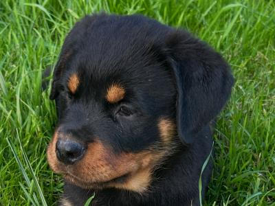 Fabulous pedigree IKC Reg Rottweiler pups*MALES SOLD*