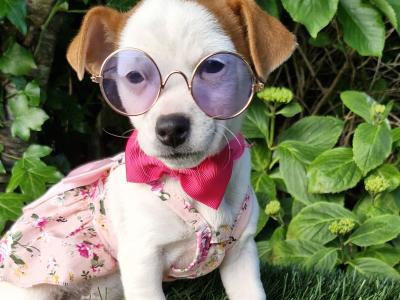 Jack Russell. ONE FEMALE LEFT. Wexford