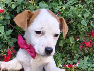 Jack Russell. ONE FEMALE LEFT. Wexford