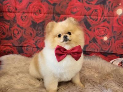 Tea Cup Pomeranian