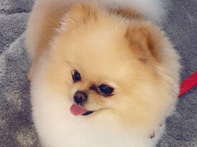 Tea Cup Pomeranian