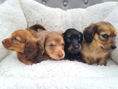 IKC Registered (pending) Longhaired Dachshund puppies in Dublin