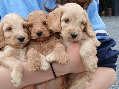 Fabulous miniature Cockapoo puppies in Wexford