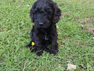 Fabulous miniature Cockapoo puppies in Wexford