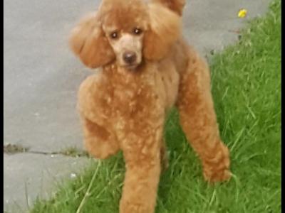 Fabulous miniature Cockapoo puppies in Wexford