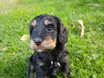 Fabulous miniature Cockapoo puppies in Wexford