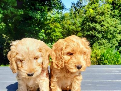 Fabulous miniature Cockapoo puppies in Wexford