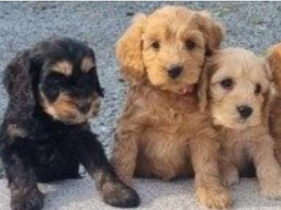 Fabulous miniature Cockapoo puppies in Wexford