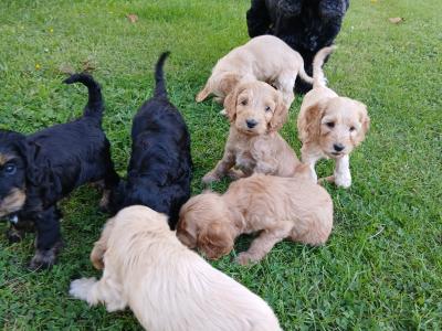 Fabulous miniature Cockapoo puppies in Wexford