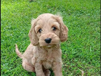 Fabulous miniature Cockapoo puppies in Wexford