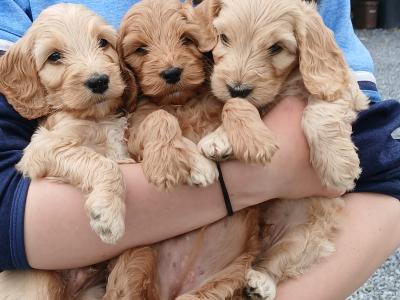 Fabulous miniature Cockapoo puppies in Wexford