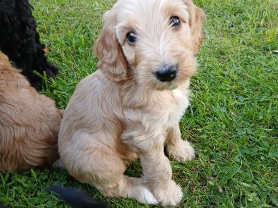 Fabulous miniature Cockapoo puppies in Wexford