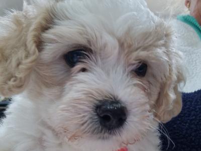 Cavachon x Maltese male puppies in Carlow