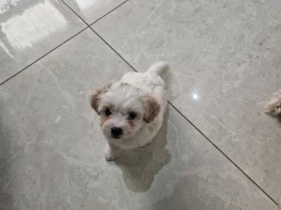 Cavachon x Maltese male puppies in Carlow