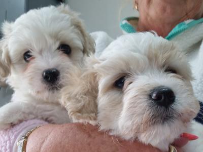 Cavachon x Maltese male puppies in Carlow