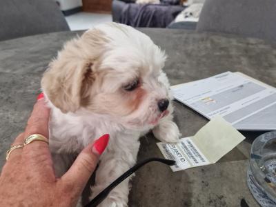 Cavachon x Maltese male puppies in Carlow