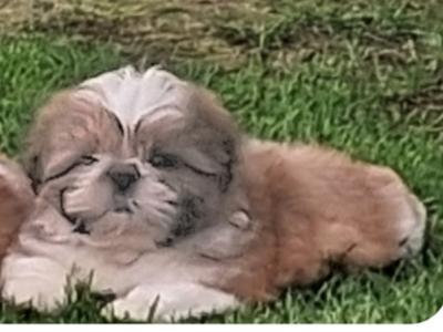Shih Tzu puppies for sale in Cork
