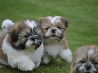 Shih Tzu puppies for sale in Cork