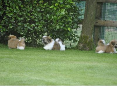 Shih Tzu puppies for sale in Cork