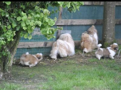Shih Tzu puppies for sale in Cork