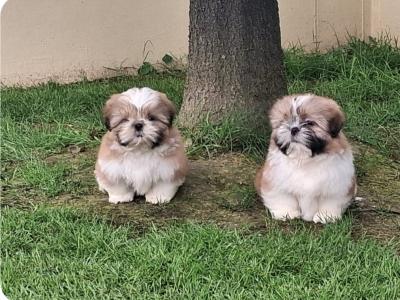 Shih Tzu puppies for sale in Cork