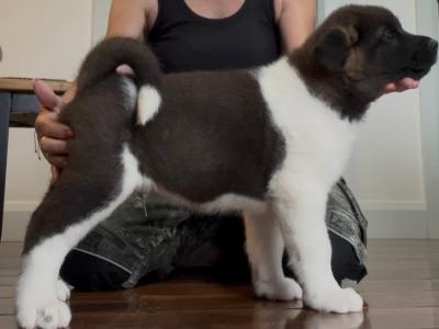 American Akita puppies in Galway