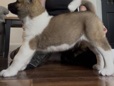 American Akita puppies in Galway