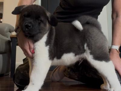 American Akita puppies in Galway