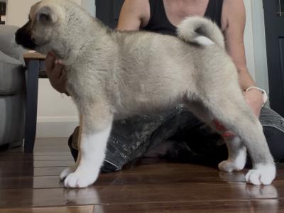 American Akita puppies in Galway