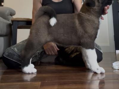 American Akita puppies in Galway