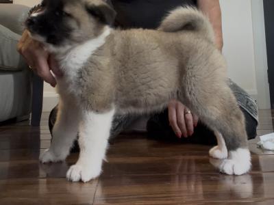 American Akita puppies in Galway